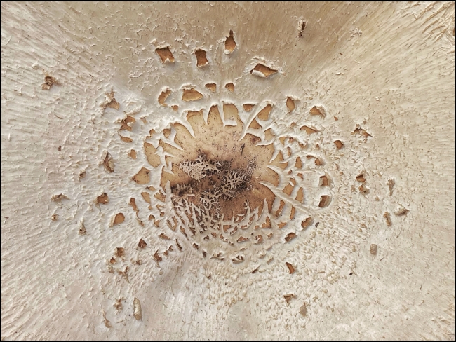 fungi-fish-barong-September-28-2023-2