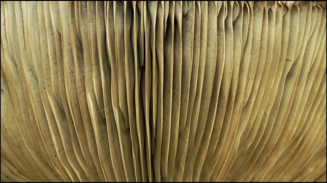 fungi-fish-barong-September-28-2023-3