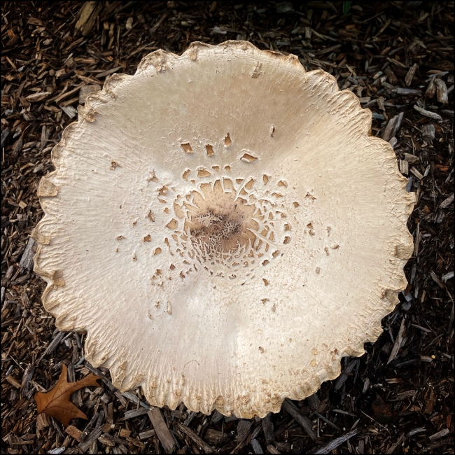 fungi-fish-barong-September-28-2023