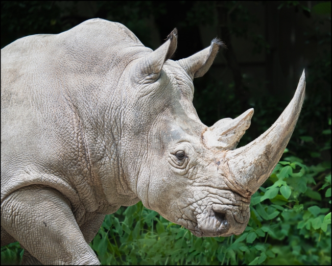 morerhinopictures-June-21-2023-2