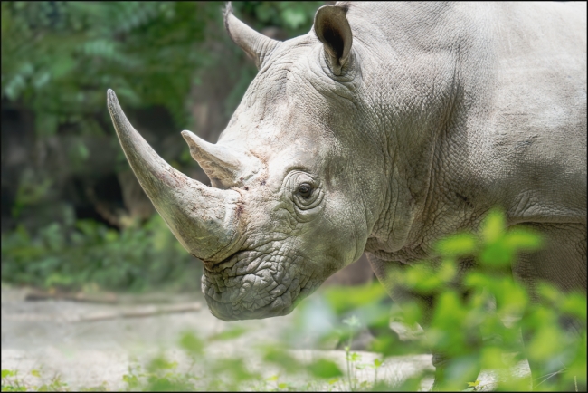 morerhinopictures-June-21-2023-3