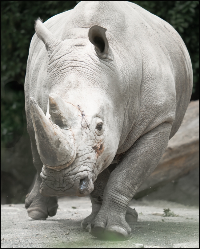 morerhinopictures-June-21-2023