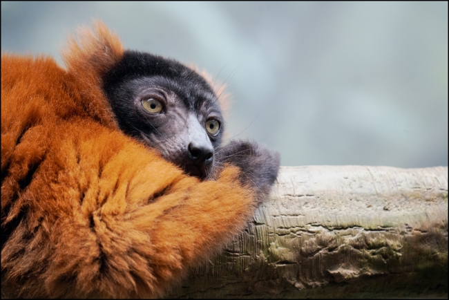 redlemur-June-21-2023-2