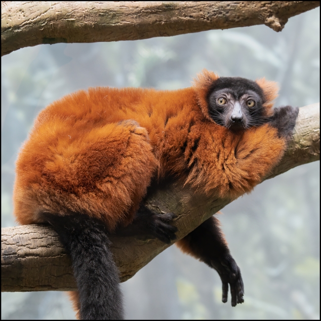 redlemur-June-21-2023