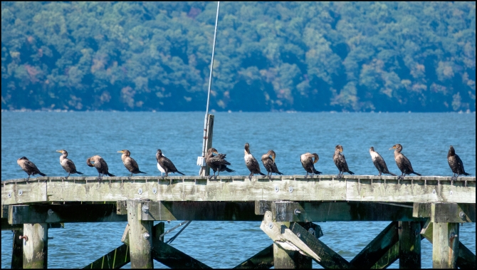 cormorants-1-of-1
