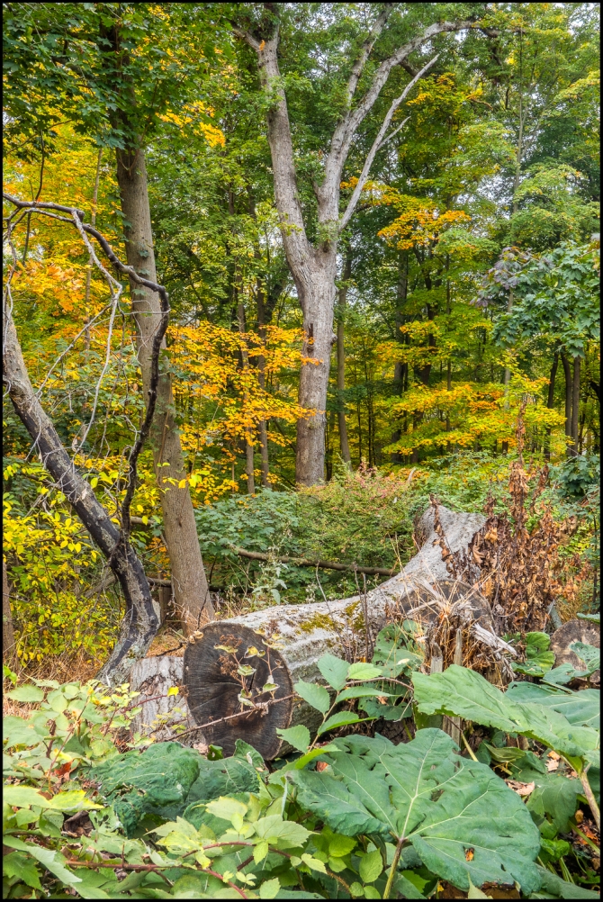 falllandscape-1-of-1