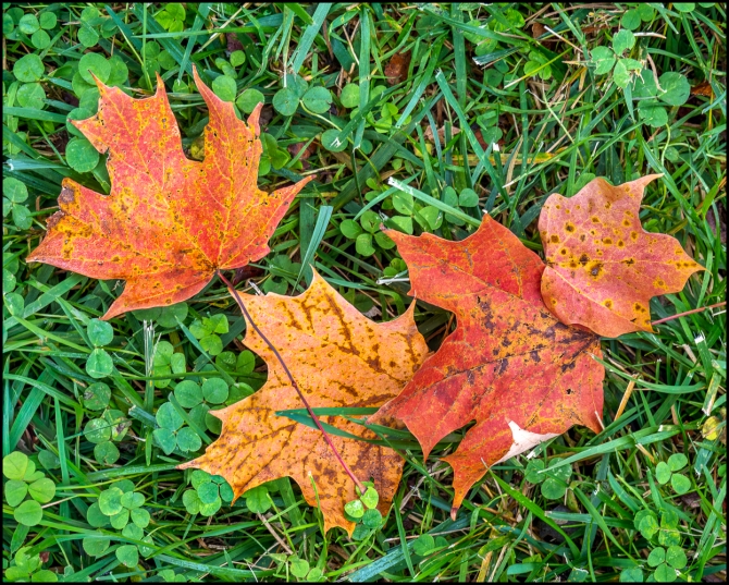 fallleaves-1-of-1