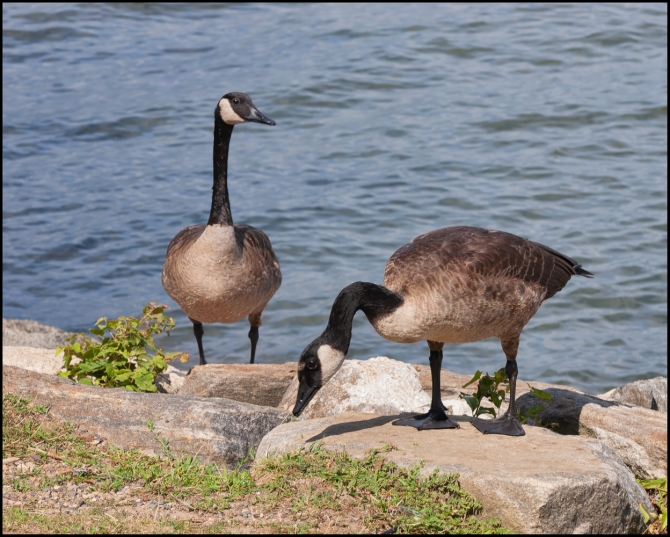 geeseonthehudson-2-of-3