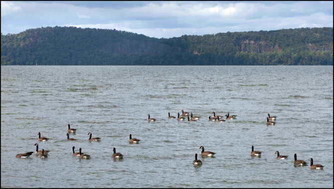 geeseonthehudson-3-of-3