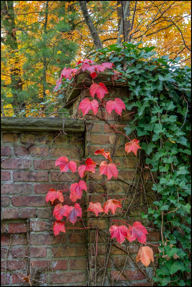 morefallfoliage-1-of-1