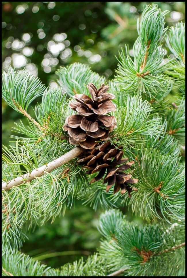 pinecone-1