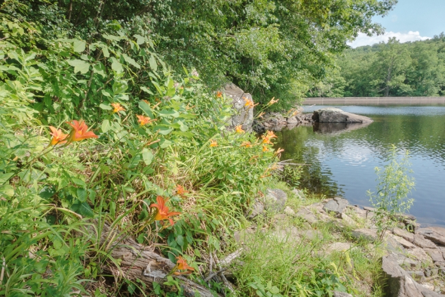 wiccopeereservoirlillies-