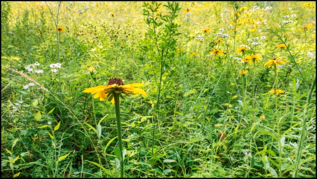 wiccoppereservoirwildflowers-