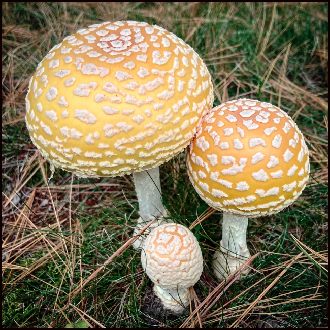 fungi-2