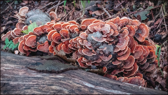fungi-3