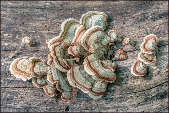 fungi-5