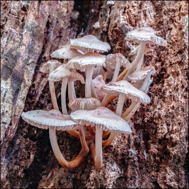 fungi-7