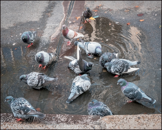 pigeonsbathing-1