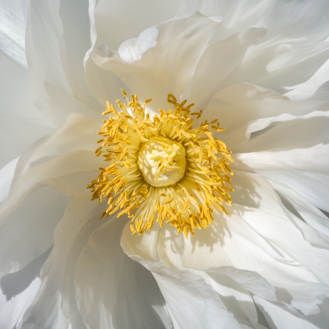 peony-1