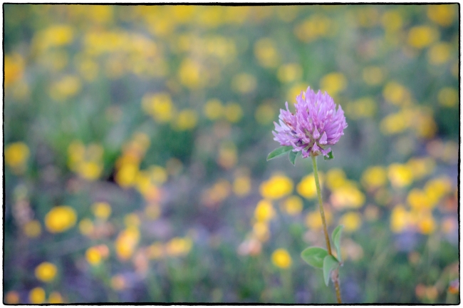 yellowpurpleflowers-1