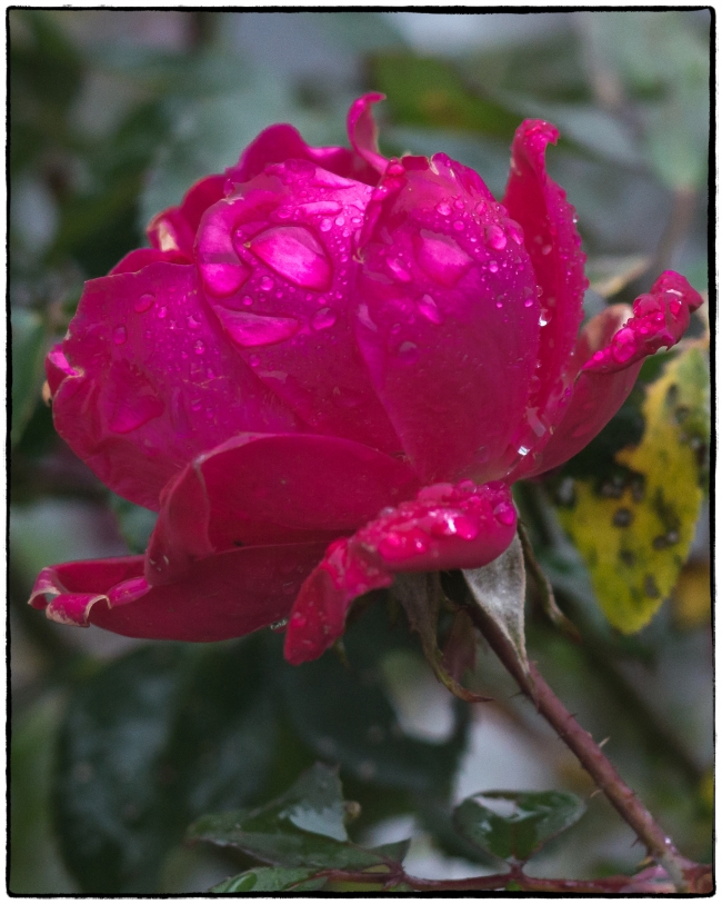 rainydayroses-14