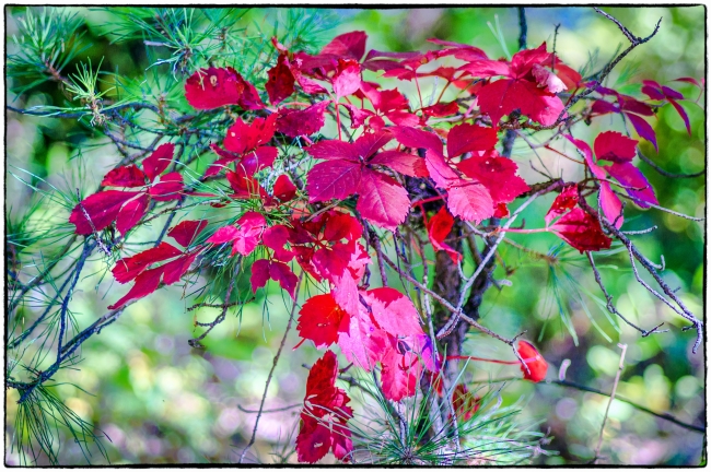 redleaves-1