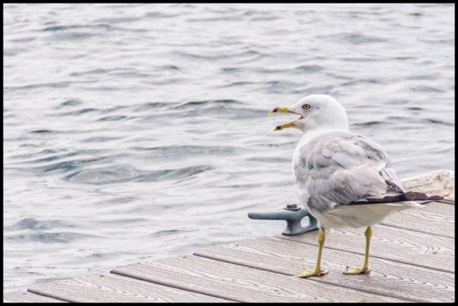 seagull-1