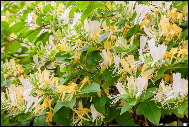 honeysuckle-
