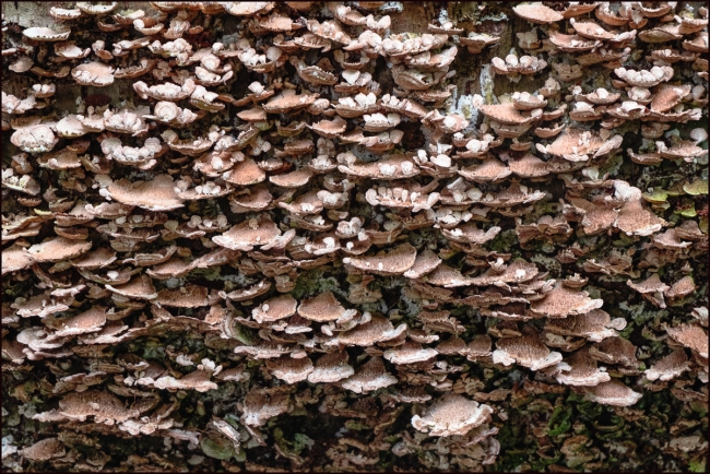 fungi-1
