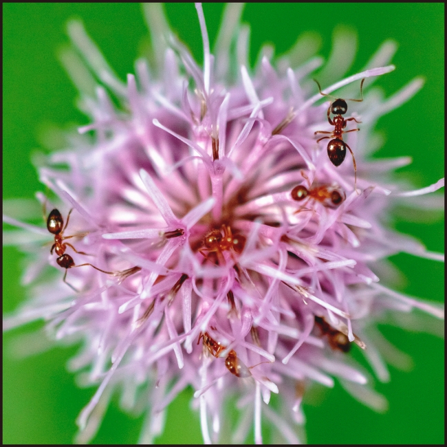 universeinthistleflower-4