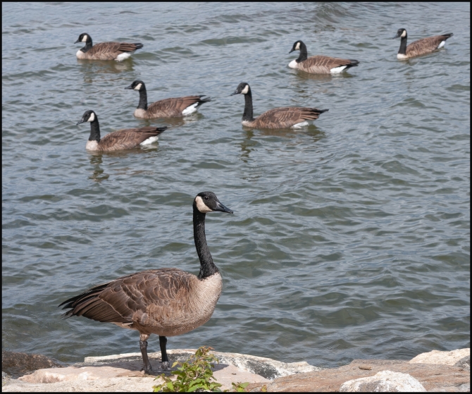 Nikon-Nikkor-18-55mm-f3-56-10-of-16