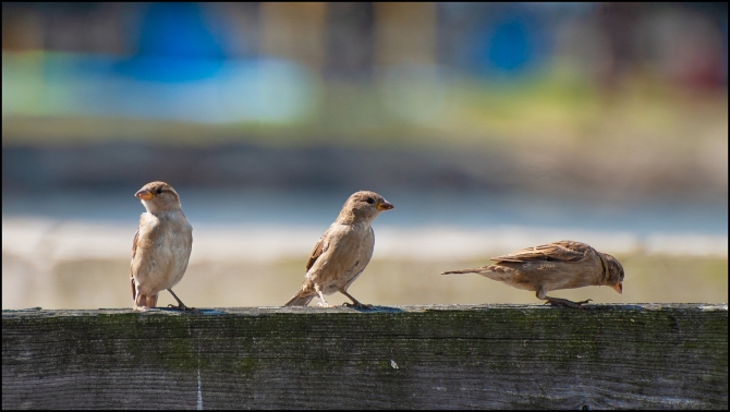 Nikon-Nikkor-18-55mm-f3-56-7-of-16