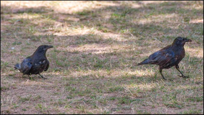 Nikon-Nikkor-18-55mm-f3-56-8-of-16