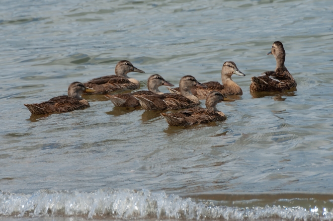 Nikon-Nikkor-18-55mm-f3-56-9-of-16