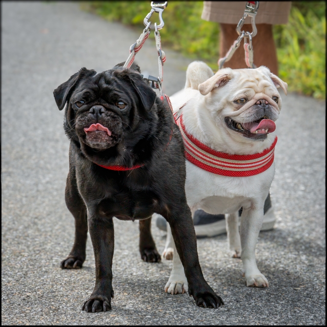 acoupleand-theirdogs-3-of-5