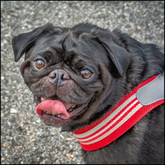 acoupleand-theirdogs-4-of-5