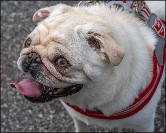 acoupleand-theirdogs-5-of-5