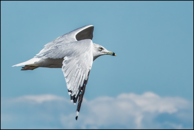 birdsinflight-1-of-5