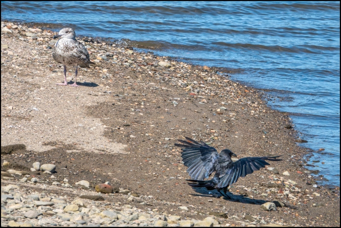 birdsinflight-2-of-5