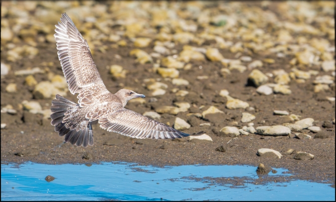 birdsinflight-3-of-5