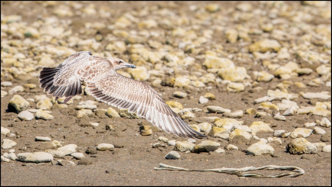 birdsinflight-4-of-5