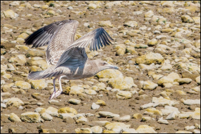 birdsinflight-5-of-5