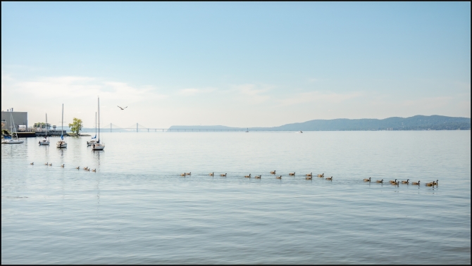 conveyofgeese-1-of-1