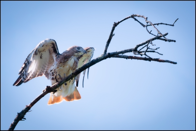 redtailedhawk-1-of-2