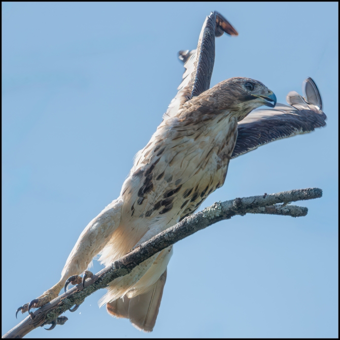 redtailedhawk-2-of-2