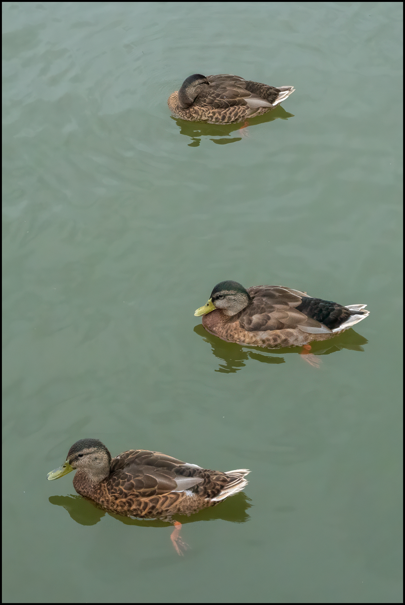 Wildlife & Animals – Photography, Images and Cameras