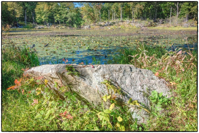 smallpondnearjohnallen-1