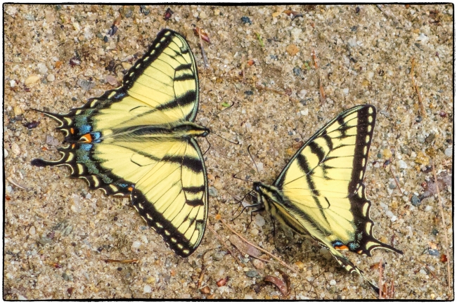 swallowtails-1