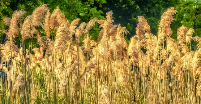 tallgrass-1