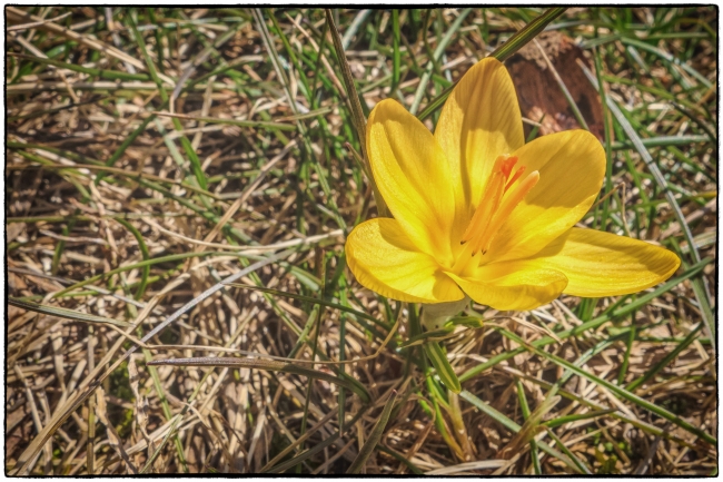 firstflowerspring-1